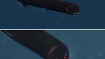 Ikan naga laut dalam Aristostomias scintillans memiliki organ bioluminesensi yang tidak biasa yang menghasilkan cahaya merah di bawah setiap matanya. Sementara sebagian besar spesies perairan tengah tidak dapat melihat dalam rentang panjang gelombang ini, ikan ini dapat melihat warna merah. Para peneliti percaya bahwa Aristostomias scintillans menggunakan organ bioluminesensi merahnya sebagai kacamata penglihatan malam untuk berburu mangsa, dan sebagai cara bagi individu spesies ini untuk saling menemukan. Foto: Boredpanda