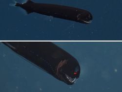 Foto Makhluk Laut Dalam yang Jarang Terlihat, Bikin Merinding!