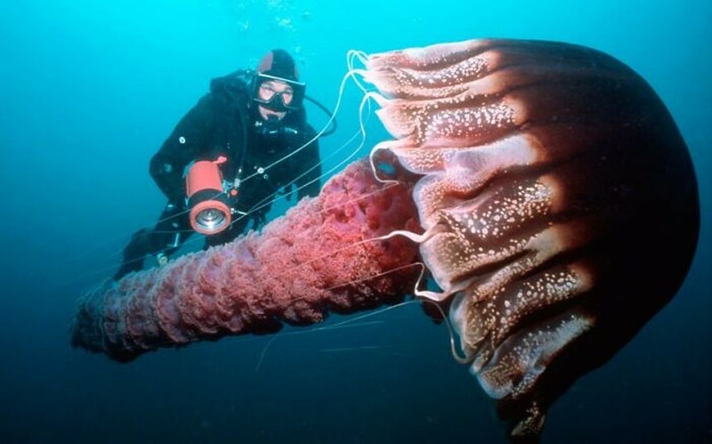 Foto Makhluk Laut Dalam yang Jarang Terlihat