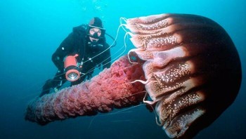 Ubur-ubur raksasa, Foto: Boredpanda