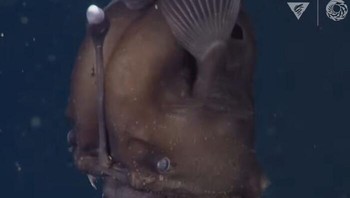 Ikan Angler Foto: Boredpanda
