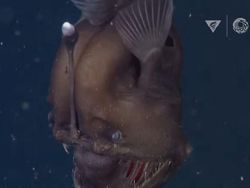 Foto Makhluk Laut Dalam yang Jarang Terlihat, Bikin Merinding!