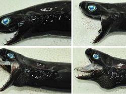 Foto Makhluk Laut Dalam yang Jarang Terlihat, Bikin Merinding!