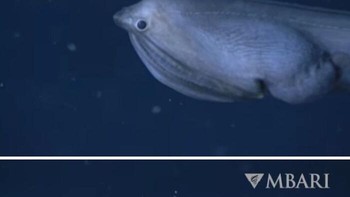 Belut Gulper Laut Dalam Foto: Boredpanda
