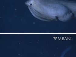 Foto Makhluk Laut Dalam yang Jarang Terlihat, Bikin Merinding!