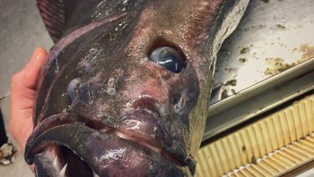 Ini Hanya Ikan Halibut, dan Terlihat Seperti Cyclops. Foto: Boredpanda