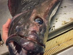 Foto Makhluk Laut Dalam yang Jarang Terlihat, Bikin Merinding!