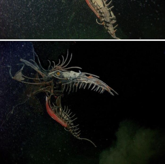 Foto Makhluk Laut Dalam yang Jarang Terlihat, Bikin Merinding!