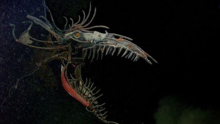 Foto Makhluk Laut Dalam yang Jarang Terlihat, Bikin Merinding!
