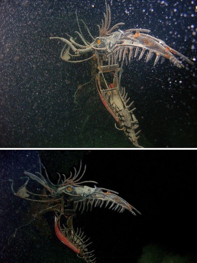 Foto Makhluk Laut Dalam yang Jarang Terlihat, Bikin Merinding!