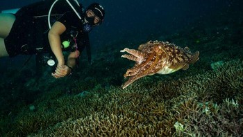 Sotong raksasa Di Pulau Mabul Sabah, Malaysia. Foto: mgabatangdagat via Bored Panda