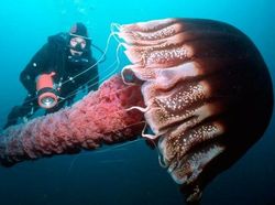 Foto yang Bikin Kamu Takut dengan Laut, Banyak Hal Misterius