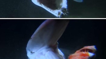 Hiu Goblin memangsa ikan lain. Dia punya rahang unik yang didesain untuk menangkap mangsa. Foto: National Geographic via Bored Panda