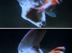 Foto yang Bikin Kamu Takut dengan Laut, Banyak Hal Misterius