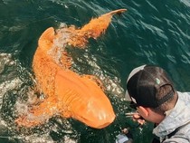 Penampakan Hiu Emas yang Ditemukan Nelayan di Laut Kosta Rika