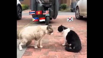 Dua kucing saling berhadapan dengan bendera negara ASEAN dan Korea Selatan disematkan sebagai ilustrasi “adu argumen” di media sosial. Foto: X.com