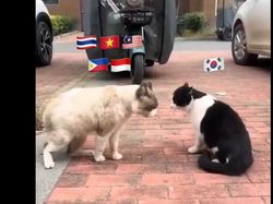 Timeline Panas! Meme Kocak SEAblings Balas K-Netz Rasis di X