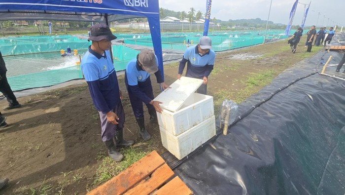 Napi di Nusakambangan belajar budidaya ikan Sidat