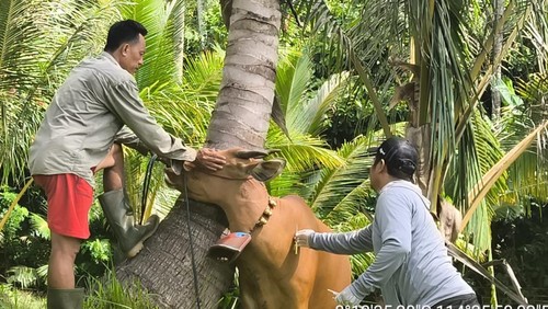 Petugas melakukan vaksinasi LSD di Kecamatan Negara, Jembrana, Kamis (12/2/2026). (Dok. Pemkab Jembrana)