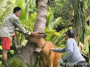 Kasus LSD Sapi di Jembrana Meluas, Kecamatan Negara Terbanyak