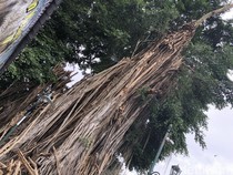 BPBD Asesmen Beringin Tua Masjid Kotagede Usai 2 Kali Ambruk