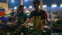 Lonjakan pesanan datang dari berbagai wilayah di Tangerang dan sekitarnya. Para produsen menyebut peningkatan ini terjadi seiring semakin dekatnya perayaan Imlek, di mana kue keranjang atau nian gao menjadi sajian wajib di banyak keluarga Tionghoa.