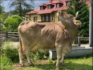 Wow! Sapi Ini Terekam Bisa Pakai Sapu untuk Garuk Punggungnya, Bagaimana Caranya?