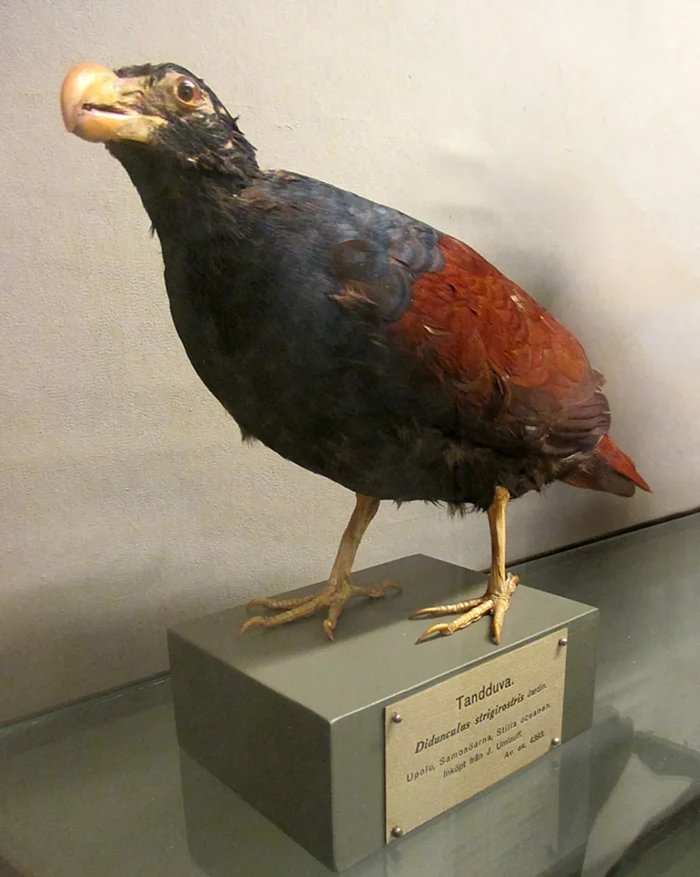 Spesimen burung manumea di museum yang ada di Swedia