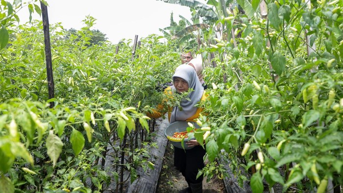 Upaya Pemkot Surabaya kendalikan harga cabai jelang ramadan