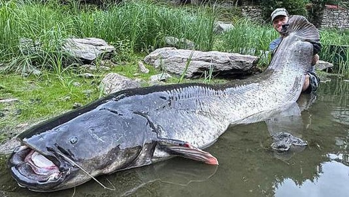 Jakub Vagner, 43 tahun, berhasil menangkap ikan di Waduk Vranov, selatan Praha, Republik Ceko, pada tanggal 4 Agustus.
