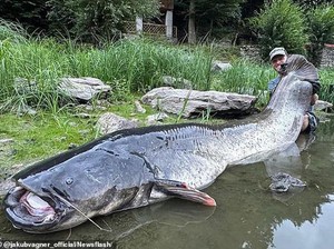 Duel 50 Menit! Lele Raksasa Nyaris 3 Meter Ditaklukkan