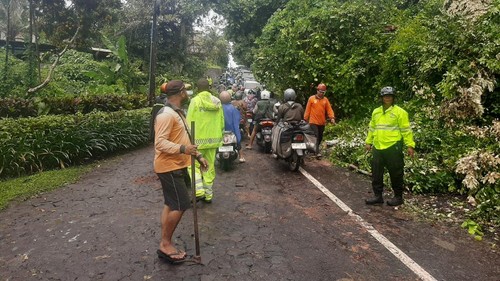Pohon tua berdiameter 15 sentimeter (cm) tumbang saat hujan deras di Jalan Raya Gunung Sari, Kecamatan Ubud, Gianyar, Bali, Sabtu (14/2/2026). (Foto: Dok. Polres Gianyar)