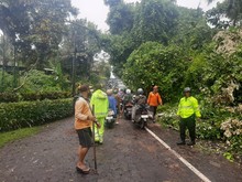 Pohon Tumbang di Jalan Gunung Sari Ubud, Arus Lalin Sempat Tersendat