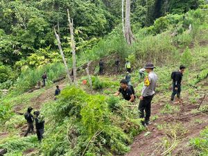 Polisi Temukan 3 Hektare Ladang Ganja di Empat Lawang, 8 Karung Siap Edar