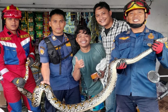 Seekor ular piton ditemukan di toko di Desa Banjar Waru, Kecamatan Ciawi, Bogor, Jawa Barat. Ular tersebut ditemukan saat pegawai sedang bersih-bersih. (dok Istimewa)