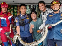 Sanca Besar Ngumpet di Kolong Freezer Es Krim Kagetkan Karyawan di Bogor