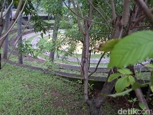 Taman Delonix, Hidden Gem di Jaktim, Tinggalan Anies Baswedan