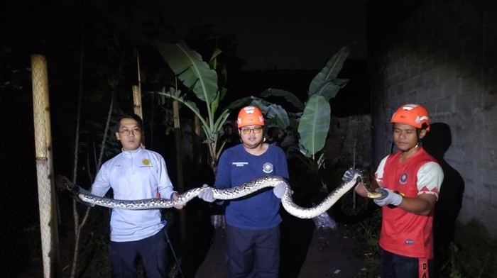 Petugas Damkar Sleman mengevakuasi ular sanca sepanjang 4 meter di Ngaglik