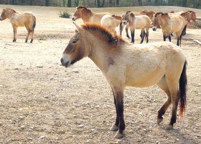 Kuda langka Equus przewalskii.