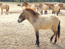 Jelang Imlek, Warga Kunjungi Peternakan Kuda Kuno-Spesies yang Dikira Punah