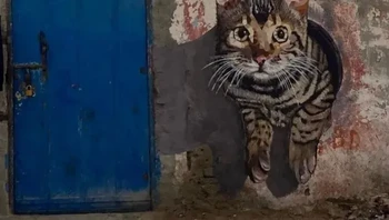 Foto: Street Art Utopia