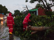 Hujan Deras Disertai Angin Kencang Akibatkan Banjir-Pohon Tumbang di Metro