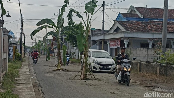 Jalan di Tulungagung ditanami pohon pisang sebagai bentuk protes warga