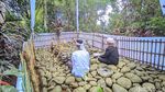 Melihat Tradisi Nadran-Liwet 7 Warna Jelang Ramadan di Ciamis