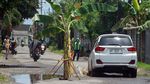 Kesal Jalan Rusak, Warga Tulungagung Pilih Tanam Pohon Pisang