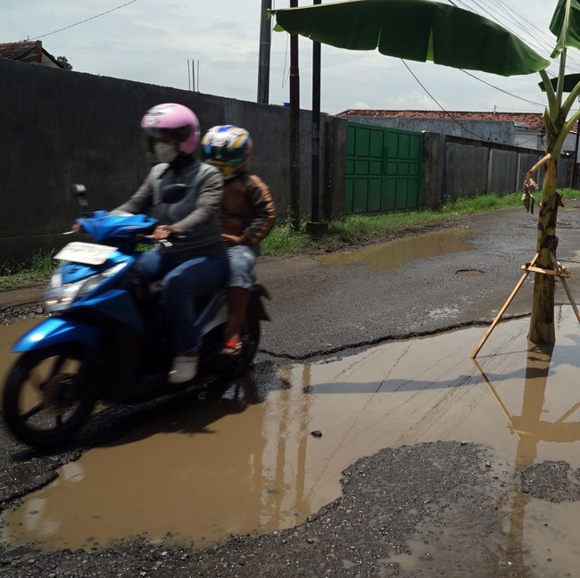 Kesal Jalan Rusak, Warga Tulungagung Pilih Tanam Pohon Pisang