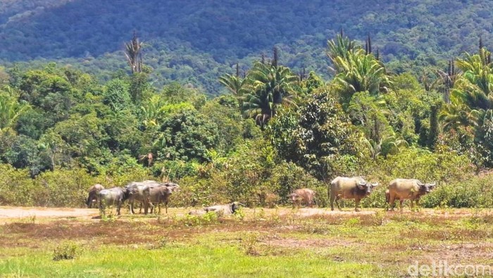 Lahan PLBN Long Midang yang menjadi kubangan sapi.