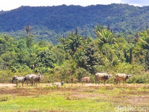 Camat Krayan Suarakan Harapan Agar PLBN Long Midang Segera Dibangun