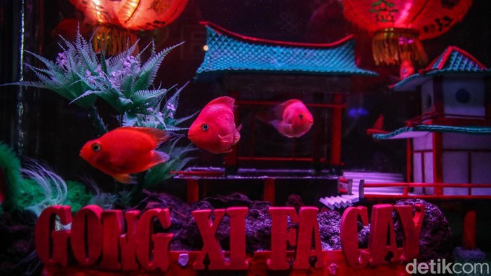 Libur panjang Hari Raya Imlek dimanfaatkan masyarakat untuk berwisata bersama keluarga. Salah satu destinasi yang ramai diserbu pengunjung adalah Sea World Ancol, yang menyuguhkan atraksi unik barongsai bawah laut.