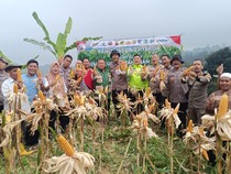 Dukung Ketahanan Pangan, Polisi Panen 1 Ton Jagung di Bogor